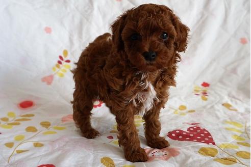 成約済の愛知県のトイプードル-59582の2枚目