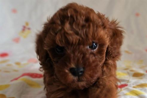 成約済の愛知県のトイプードル-59581の10枚目