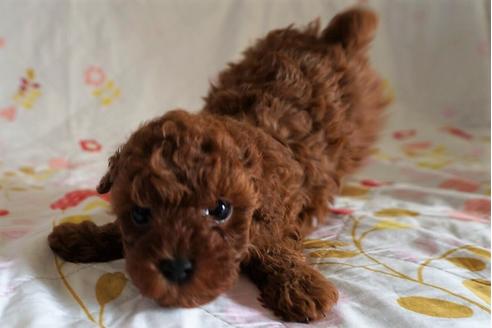 成約済の愛知県のトイプードル-59581の9枚目