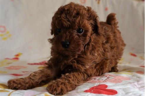 成約済の愛知県のトイプードル-59581の7枚目