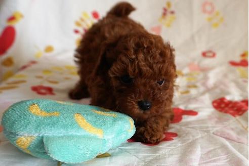 成約済の愛知県のトイプードル-59581の6枚目