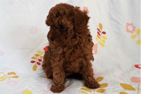 成約済の愛知県のトイプードル-59581の4枚目