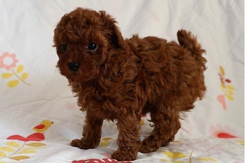 成約済の愛知県のトイプードル-59581の2枚目