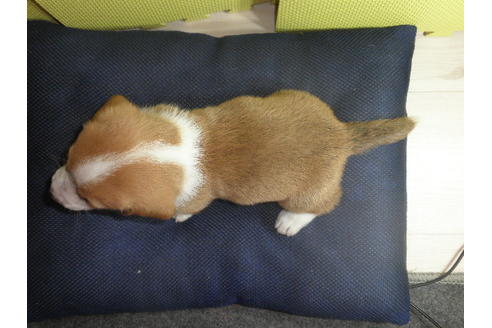 成約済の神奈川県のミックス犬-59292の2枚目