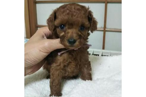 成約済の大阪府のトイプードル-59608の1枚目
