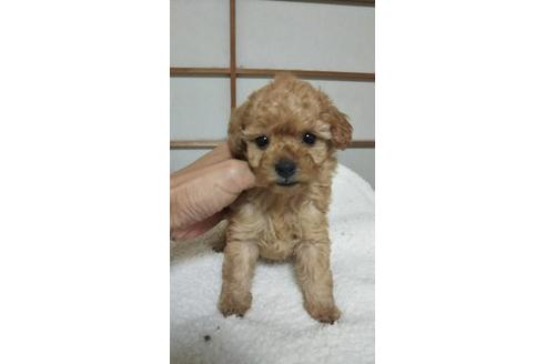 成約済の大阪府のトイプードル-59619の2枚目