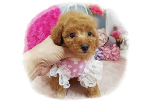 成約済の岡山県のトイプードル-59885の5枚目