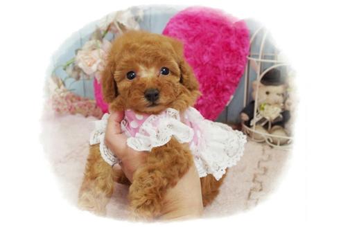 成約済の岡山県のトイプードル-59885の4枚目