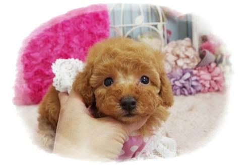 成約済の岡山県のトイプードル-59885の3枚目