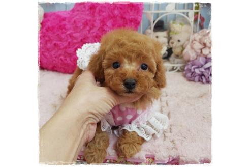 成約済の岡山県のトイプードル-59885の2枚目