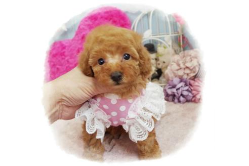 成約済の岡山県のトイプードル-59885の1枚目