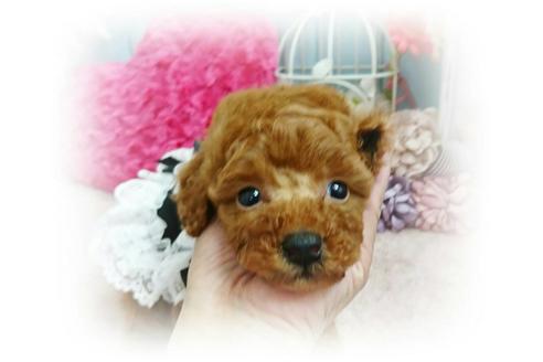 成約済の岡山県のトイプードル-59886の10枚目