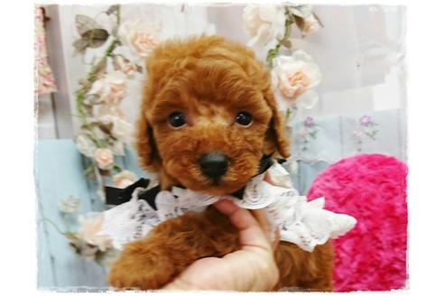 成約済の岡山県のトイプードル-59886の9枚目