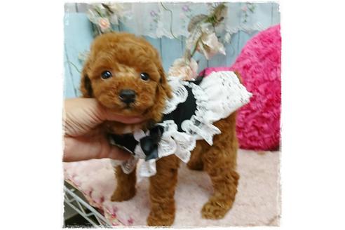 成約済の岡山県のトイプードル-59886の8枚目