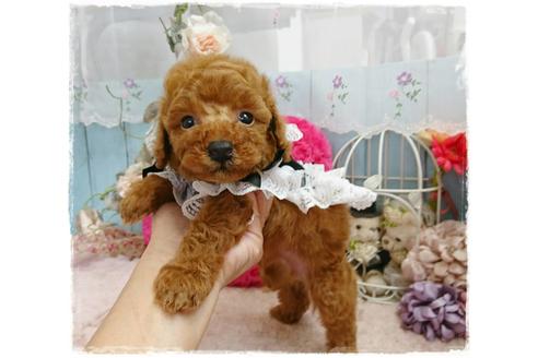 成約済の岡山県のトイプードル-59886の7枚目