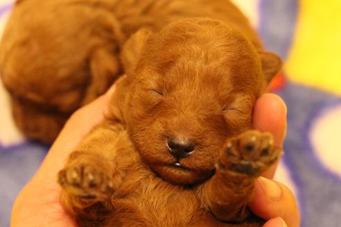 成約済の愛知県のトイプードル-59831の38枚目