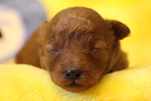 成約済の愛知県のトイプードル-59831の37枚目