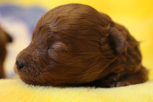 成約済の愛知県のトイプードル-59831の36枚目