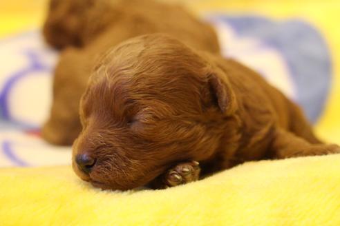 成約済の愛知県のトイプードル-59831の34枚目