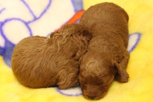 成約済の愛知県のトイプードル-59831の32枚目