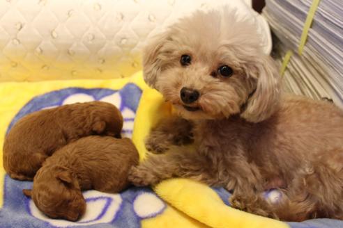 成約済の愛知県のトイプードル-59831の31枚目