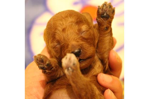 成約済の愛知県のトイプードル-59830の35枚目