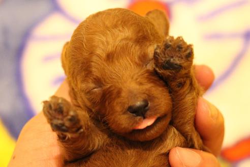 成約済の愛知県のトイプードル-59830の34枚目