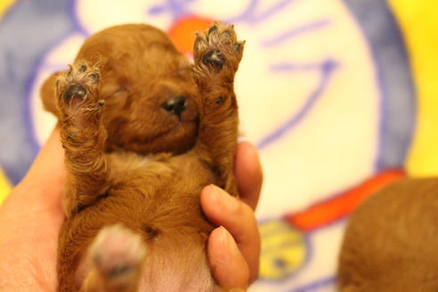 成約済の愛知県のトイプードル-59830の33枚目