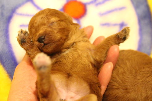 成約済の愛知県のトイプードル-59830の32枚目