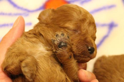 成約済の愛知県のトイプードル-59830の31枚目