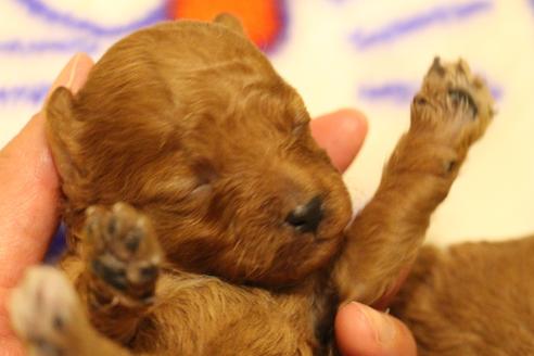 成約済の愛知県のトイプードル-59830の30枚目