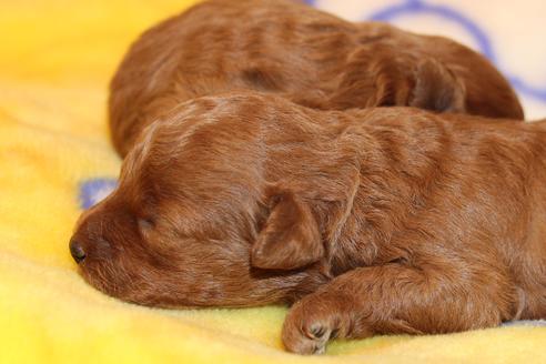 成約済の愛知県のトイプードル-59830の29枚目