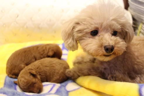 成約済の愛知県のトイプードル-59830の28枚目