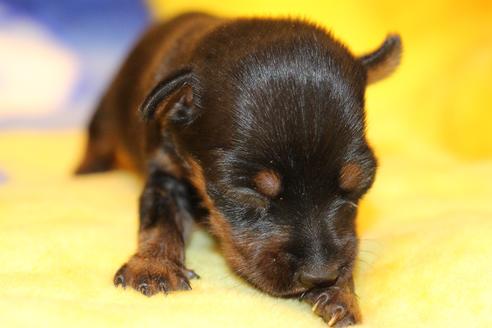 成約済の愛知県のミニチュアピンシャー(ミニピン)-59828の43枚目