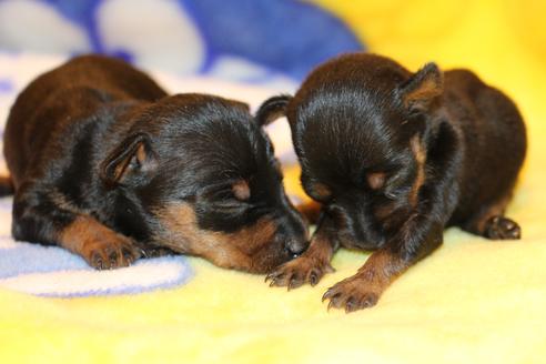 成約済の愛知県のミニチュアピンシャー(ミニピン)-59828の42枚目