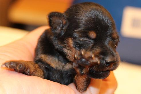 成約済の愛知県のミニチュアピンシャー(ミニピン)-59828の41枚目