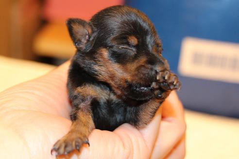 成約済の愛知県のミニチュアピンシャー(ミニピン)-59828の40枚目