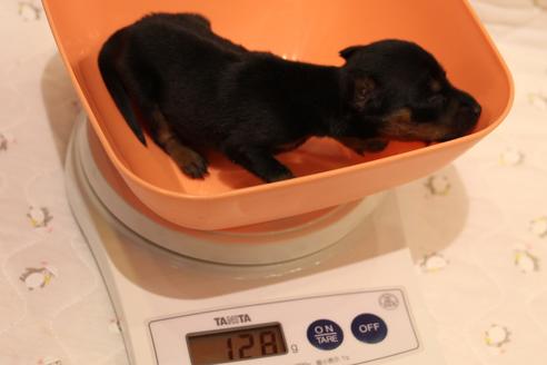 成約済の愛知県のミニチュアピンシャー(ミニピン)-59828の38枚目