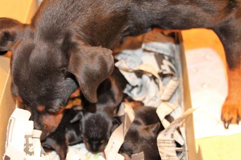 成約済の愛知県のミニチュアピンシャー(ミニピン)-59828の37枚目