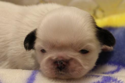 成約済の愛知県のシーズー-59821の33枚目