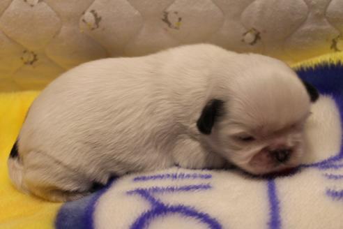 成約済の愛知県のシーズー-59821の32枚目