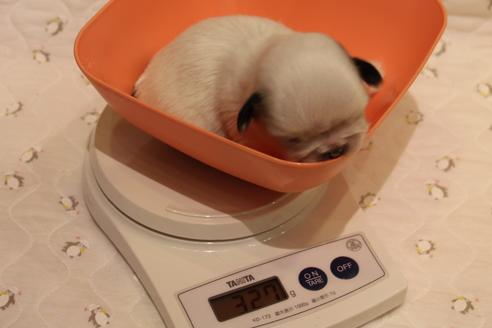 成約済の愛知県のシーズー-59821の31枚目