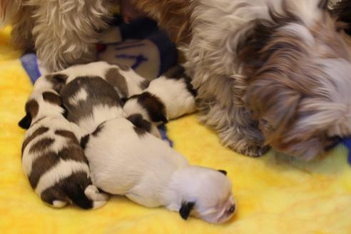 成約済の愛知県のシーズー-59821の30枚目