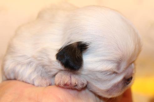 成約済の愛知県のシーズー-59821の29枚目