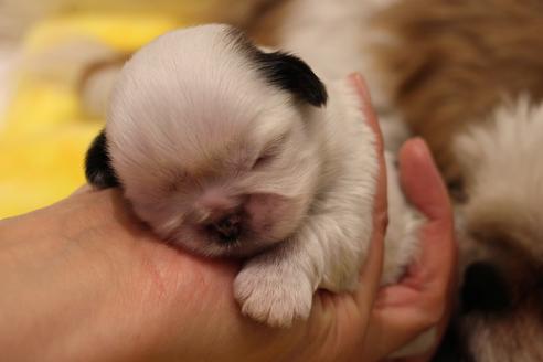 成約済の愛知県のシーズー-59821の28枚目