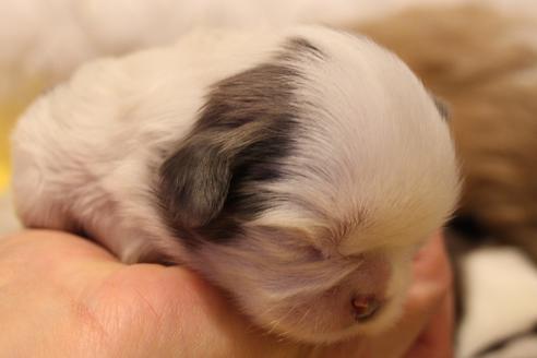 成約済の愛知県のシーズー-59823の75枚目