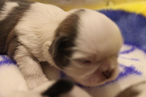 成約済の愛知県のシーズー-59823の74枚目