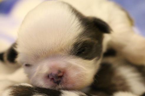 成約済の愛知県のシーズー-59823の73枚目