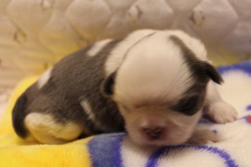 成約済の愛知県のシーズー-59823の72枚目