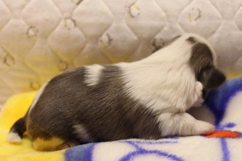 成約済の愛知県のシーズー-59823の71枚目